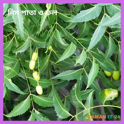 নিম পাতা