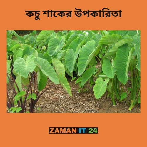 কচু শাকের উপকারিতা